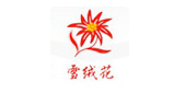 雪絨花